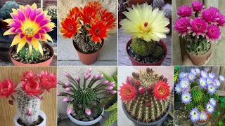 83 ECHINOPSIS Cactus Plant Varieties | Echinopsis Varieties | Echinopsis types | Plant and Planting