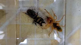 🔥 Ultimate Show of Titans: Giant Beetle Takes on Fearless Camel Spider in an Epic Showdown! 🕷🪲