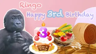 金剛猩猩Ringo三歲生日快樂🦍👶🏻Happy 3rd birthday to gorilla Ringo🎂🎁Taipei Zoo臺北市立動物園
