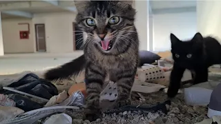 Angry mother cat is more Angry and upset about losing one of her Kittens.