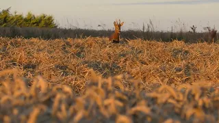 Very close roe buck  shot.