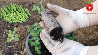 You must try this - Sowing peas in this way brings early and abundant yields