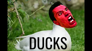 @stephenplays creates an entire cursed album by singing 13 songs about ducks in 12 minutes