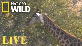 Safari Live - Day 175 | Nat Geo Wild