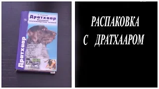 Дратхаар (Немецкая жесткошерстная легавая) Коралев С.С