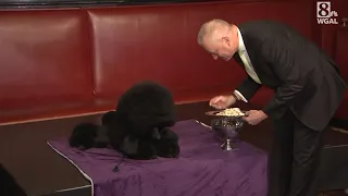 Westminster Dog Show Best in Show standard poodle Siba dines at Sardi's