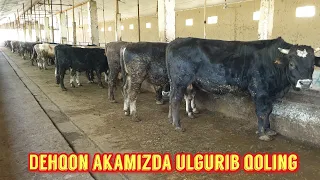 Dehqon akamizdan Qirg‘iziston parodali buqalar sotiladi shoshiling arzon narxlarda.