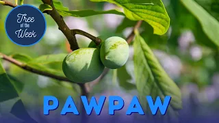 Tree of the Week: Pawpaw