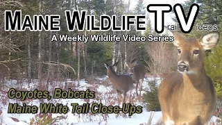 Deer Herd/Coyotes/Bobcats/Maine Wildlife Trail Video bi-week ending 1/27/2023/Trail Cam