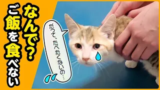 【子猫保護】保護した子猫が突然ご飯を食べなくなりました...病院へ【あさり・きょろ④】