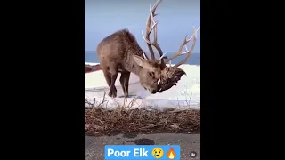 An #elk has ex-opponents decapitated head intertwined with its own antlers 🔥 #nature #wildlife