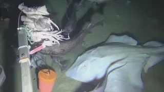 A look at life at the bottom of the Atlantic Ocean