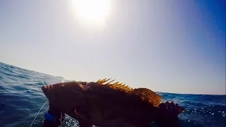 דייג בצלילה חופשית - אירדיות - 29.04.17 - Spearfishing Israel - Motteld Groupers