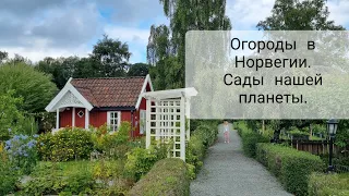 Мы-дети земли. Норвежские дачи, огороды, наш огород и сады друзей с Ютуба 😃