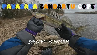 PAVASARA ZANDARTS #neasakas #daugava #zandarts #cope  #copeslietas #torvi #norfin #zanderfishing