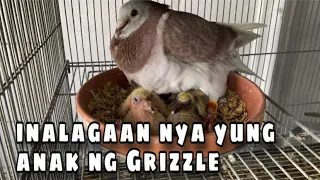 INALAGAAN YUNG ANAK NG GRIZZLE |Reggie Cruz Loft & Aviary #reggiecruzloftandaviary #reggiecruzloft