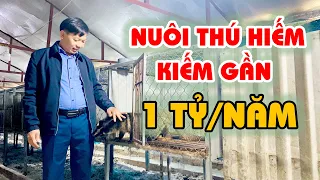 Độc Lạ Mô Hình Nuôi Chồn Hương (Cầy Hương) Cho Thu Nhập "Siêu Khủng" Tại Thái Nguyên (Phần 1)