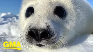 Extraordinary Earth: How harp seal pups rely on ice floes in the Northwest Atlantic l GMA