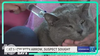 Cat shot with arrow in St. Pete is recovering; suspect still not found