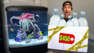 My Dream OCTOPUS Aquarium gets Expensive CORAL!!