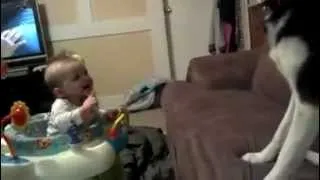 Baby laughing at Siberian Husky dog