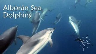 Alborán Sea Dolphins