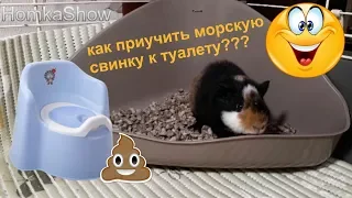 Приучаем Морскую Свинку к Туалету /ПРОВЕРЕННЫЙ СПОСОБ #HomkaShow