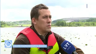 Kauno mariose gaišta karpiai: žvejų prašoma pranešti apie pagautas leisgyves žuvis