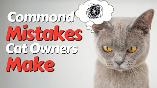 ❌The most common mistakes cat owners make and How to Avoid Them