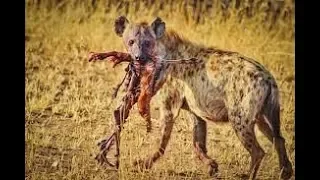 National Geographic   Hyena Clan Hunt