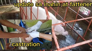 Pig Farming - Castration / update sa inahin at Fattener