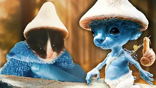 We live we love we lie but REAL SMURF CAT