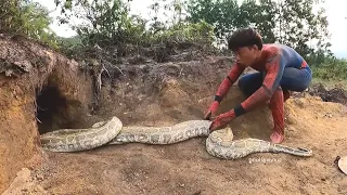 Brave Spider-Man Confronts A 100kg Giant Python To Save A Young Man | Monster Hunter