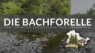 Die Bachforelle - Vom Lebewesen zum hochwertigen Lebensmittel