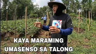 Kaya Pala maraming Yumaman sa talong Malaki ang kita sa gulay