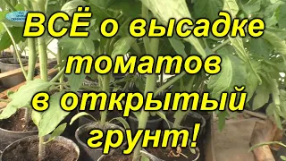 Высадка томатов в открытый грунт - все тонкости от схемы посадки до заправки лунки.