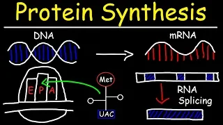 Transcription and Translation - Protein Synthesis From DNA - Biology