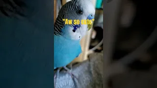 English-speaking budgie Leo!