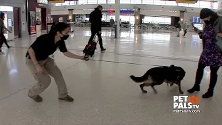 Airport Explosives Detection Dog...She's the Bomb!