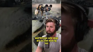 The Fascinating Intelligence of African Wild Dogs and their Hunting Techniques - Joe Rogan