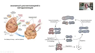 Митохондрии, микробиом, иммунитет и синдром хронической усталости