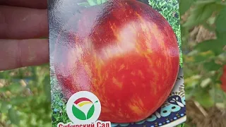 Обзор томатов  в двойной теплице.