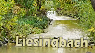 Der Liesingbach - Von der Kanalisierung zur Renaturierung