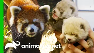 Red Panda Gives Birth To Adorable Cubs | The Zoo