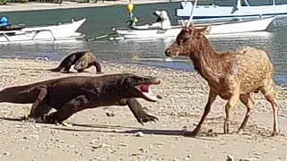 Paralyzed Deer Eaten Alive By Several Komodo Dragon