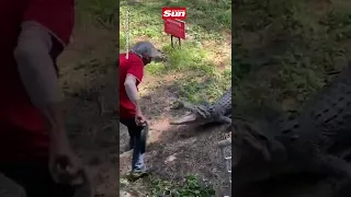 Charging crocodile hit with frying pan #Shorts