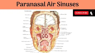 Paranasal Air Sinuses | Frontal | Ethmoidal | Maxillary | Sphenoidal | Situation | Communications