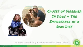 The Causes of Diarrhea In Dogs | Interview with Dr. Judy Morgan & Dr. Peter Dobias
