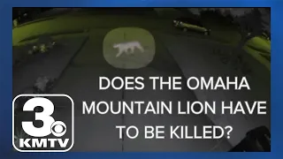 Why does the Omaha mountain lion have to be killed?