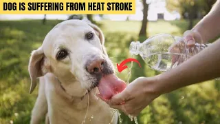 12 warning signs your dog is suffering from heat stroke , Animal KingdomX